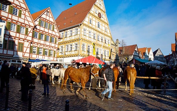 Auftrieb beim Leonberger Pferdemarkt 